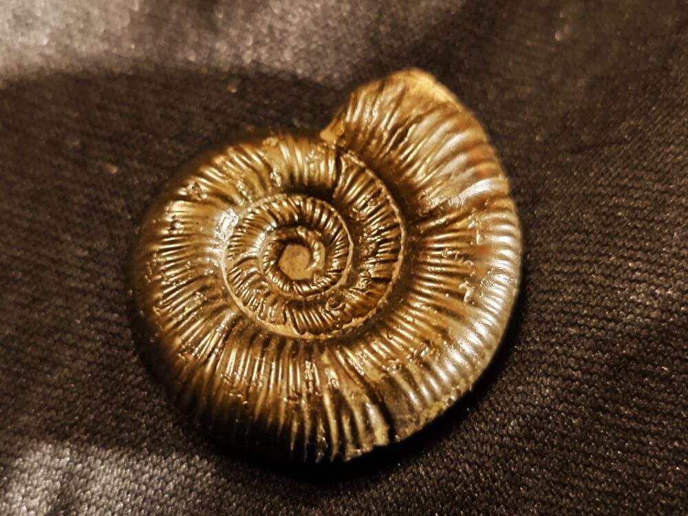 zwei Grossouvria sp, Dogger, Gruibingen, Autobahnbau