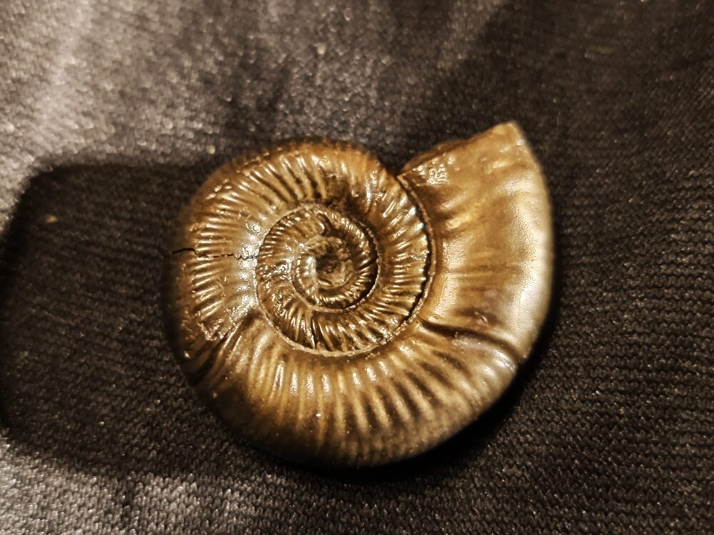 zwei Grossouvria sp, Dogger, Gruibingen, Autobahnbau