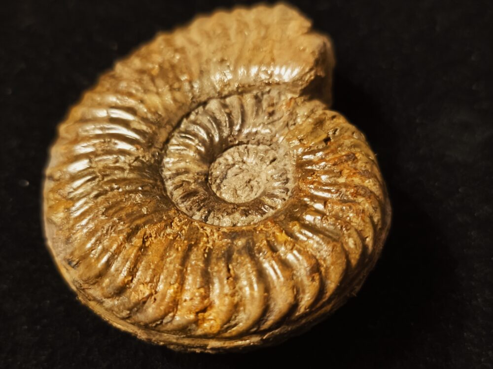 Podagrosites pseudogrunowi, Lias, Heubach, Ostalb * reserviert *