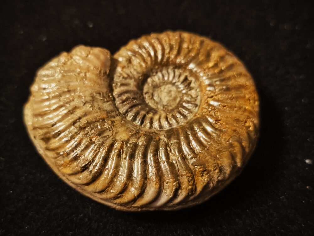 Podagrosites pseudogrunowi, Lias, Heubach, Ostalb * reserviert *