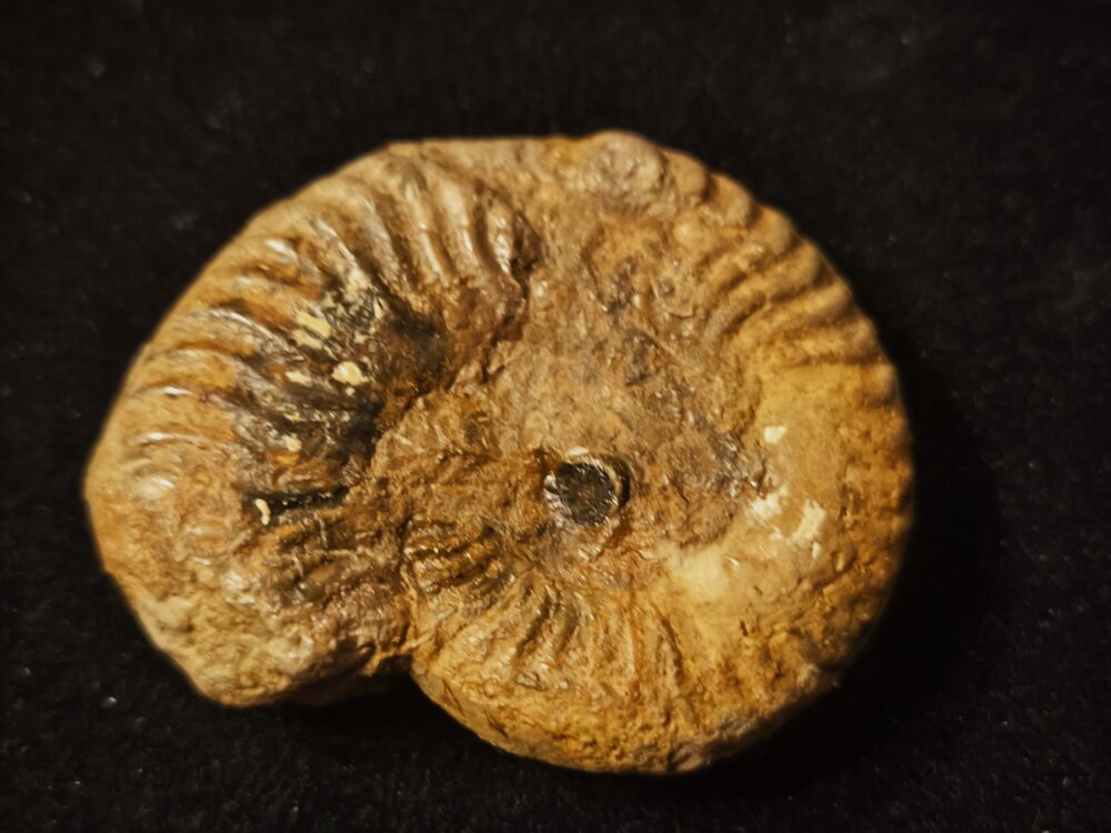 Podagrosites pseudogrunowi, Lias, Heubach, Ostalb * reserviert *