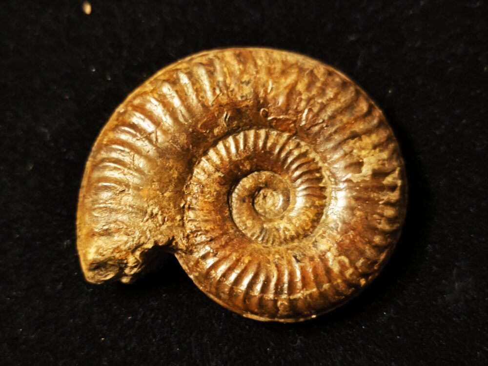 Grammoceras Thouarsense, Lias, Heubach, Ostalb