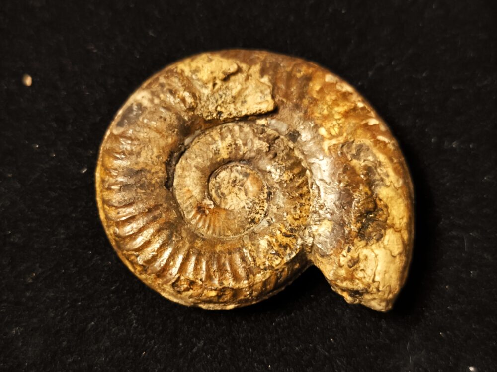 Grammoceras Thouarsense, Lias, Heubach, Ostalb