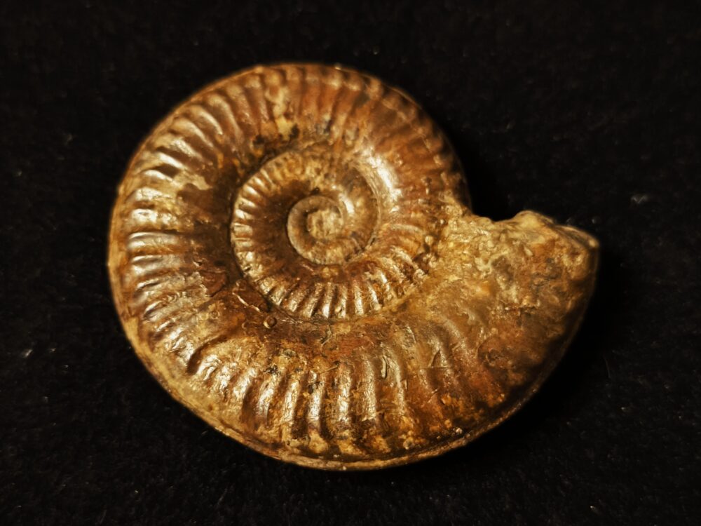 Grammoceras Thouarsense, Lias, Heubach, Ostalb