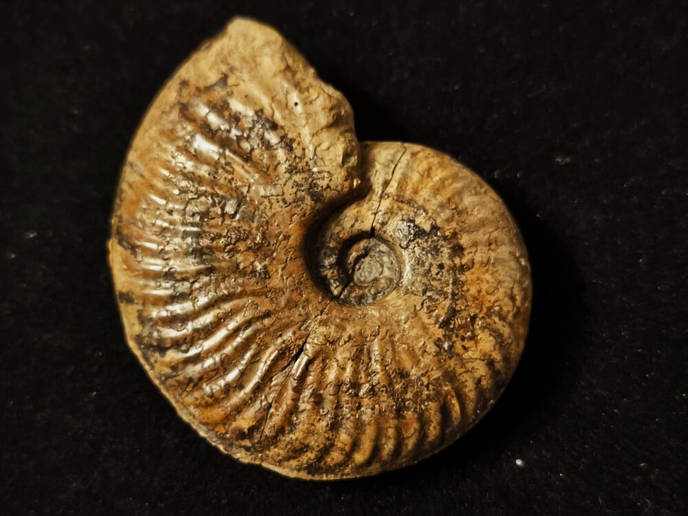 Esericeras eseri, Lias, Heubach, Ostalb