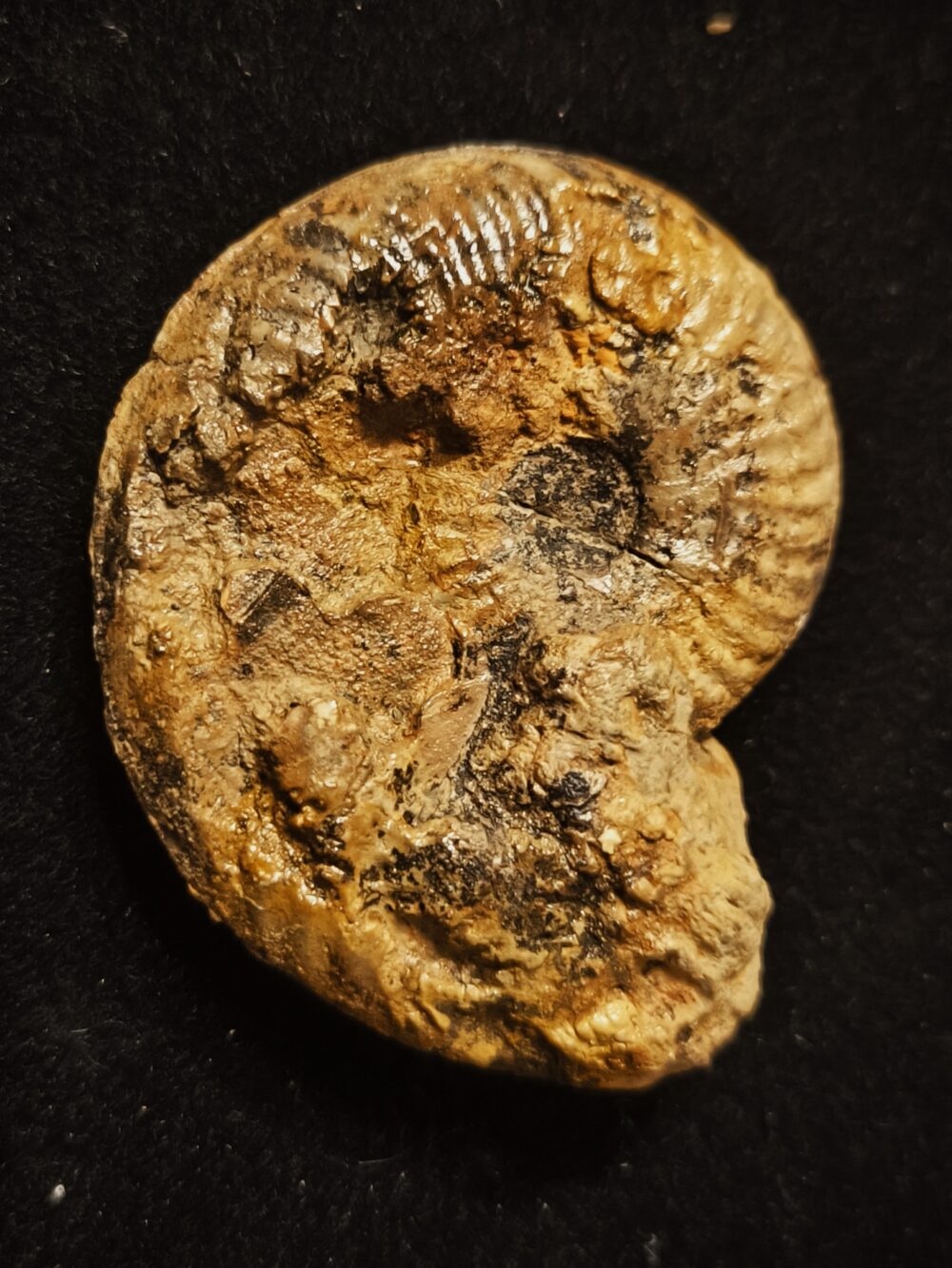 Esericeras eseri, Lias, Heubach, Ostalb