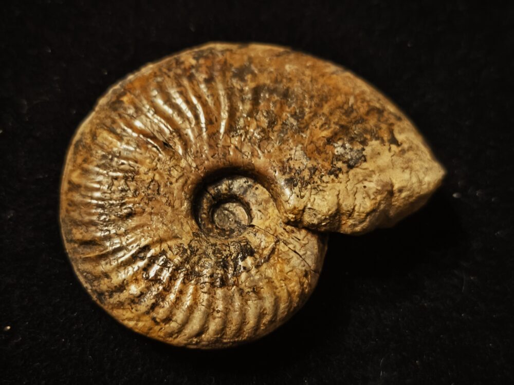 Esericeras eseri, Lias, Heubach, Ostalb