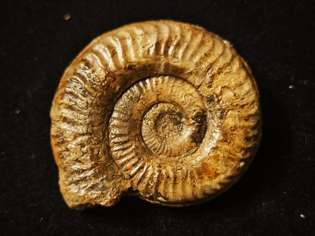 Grammoceras Thouarsense, Lias, Heubach, Ostalb