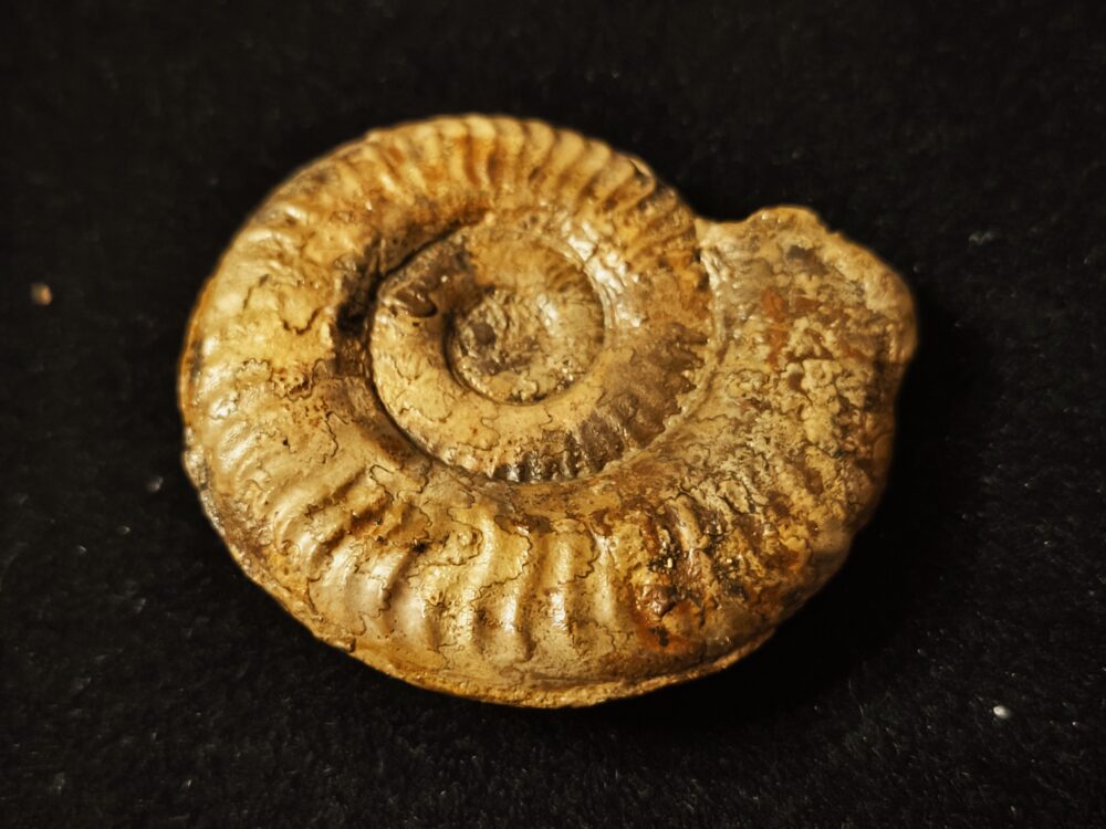 Grammoceras Thouarsense, Lias, Heubach, Ostalb