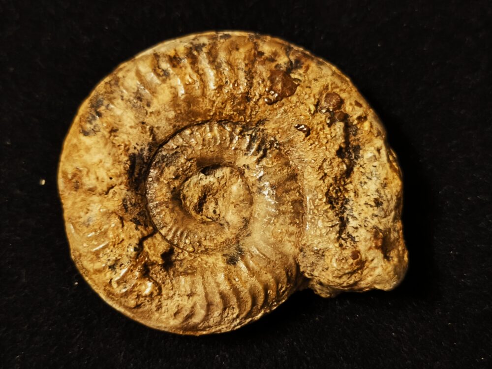 Grammoceras Thouarsense, Lias, Heubach, Ostalb