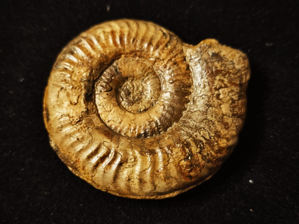 Grammoceras Thouarsense, Lias, Heubach, Ostalb