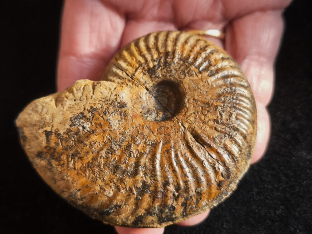 Esericeras eseri, Lias, Heubach, Ostalb