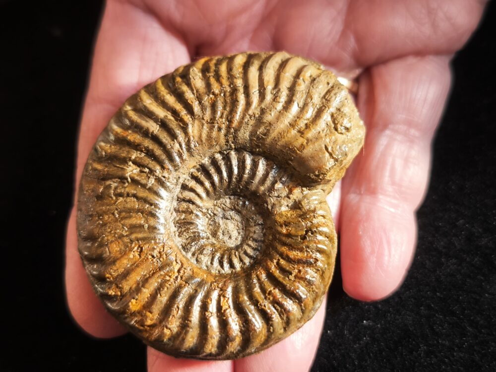 Podagrosites pseudogrunowi, Lias, Heubach, Ostalb * reserviert *