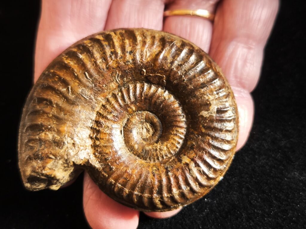 Grammoceras Thouarsense, Lias, Heubach, Ostalb