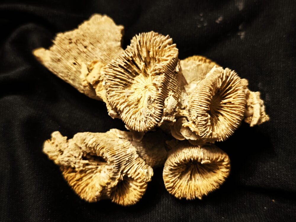 Thecosmilia trichotoma, Malm, Korallenkalk, Nattheim