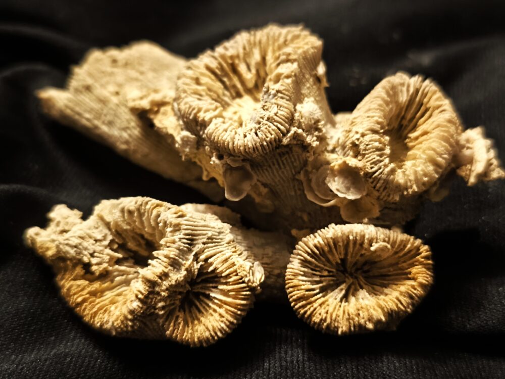 Thecosmilia trichotoma, Malm, Korallenkalk, Nattheim