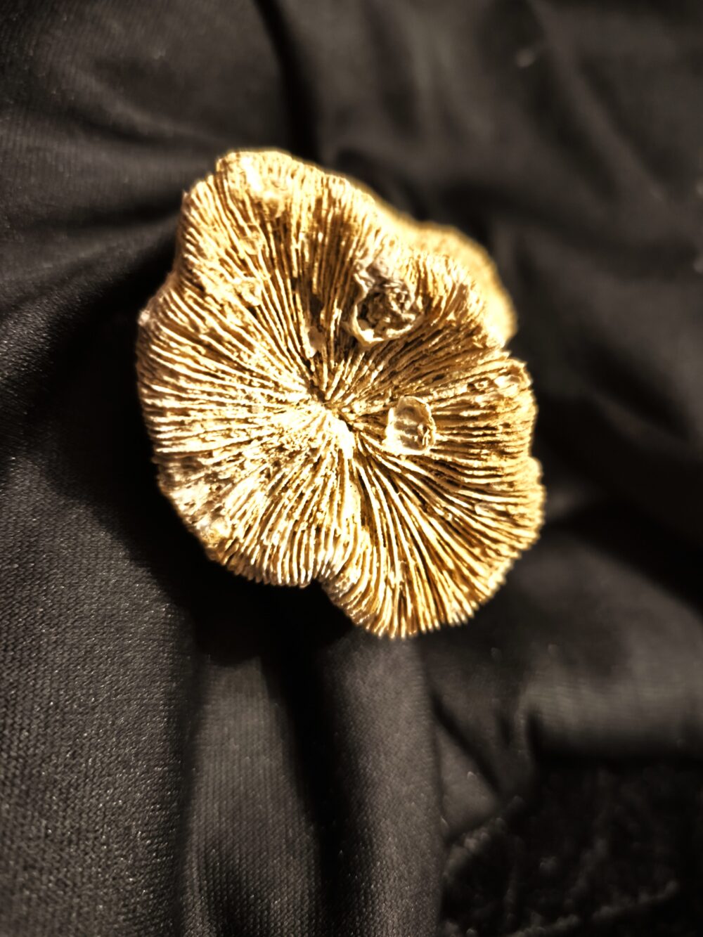 Koralle, Montlivaltia, Malm, Korallenkalk, Nattheim