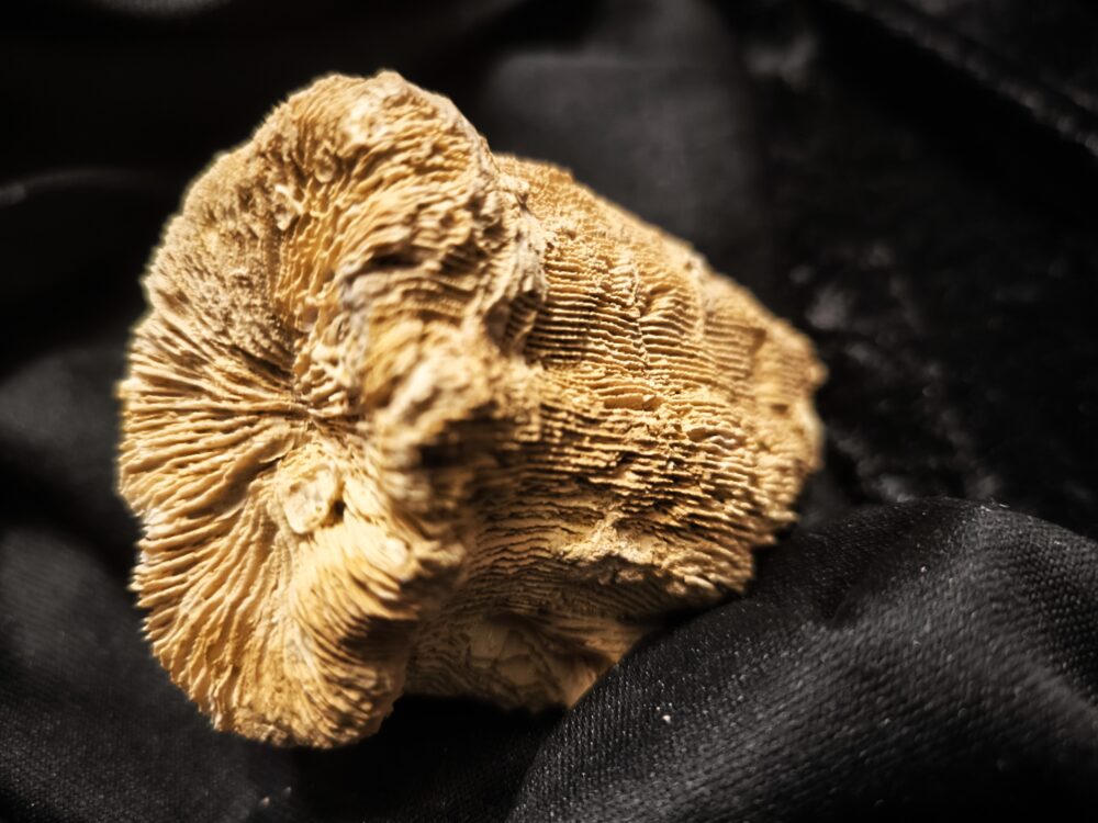 Koralle, Montlivaltia, Malm, Korallenkalk, Nattheim