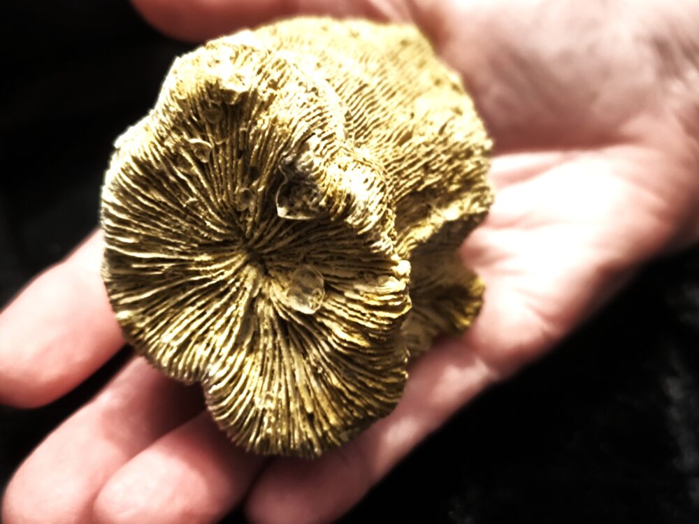 Koralle, Montlivaltia, Malm, Korallenkalk, Nattheim