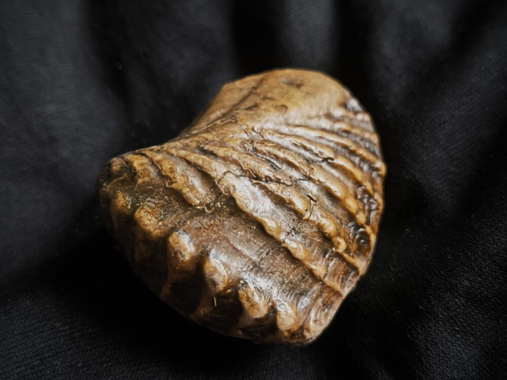 Trigonia navis, Dogger, Donzdorf, Ostalb