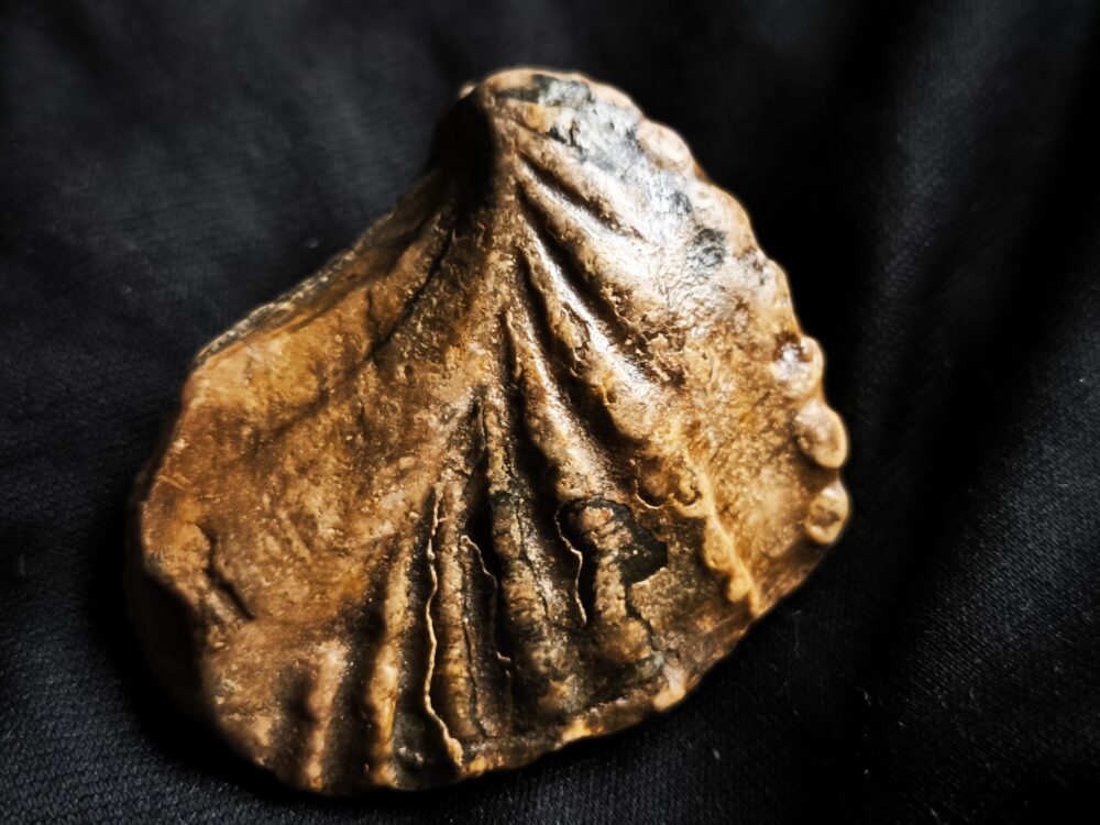 Trigonia navis, Dogger, Donzdorf, Ostalb