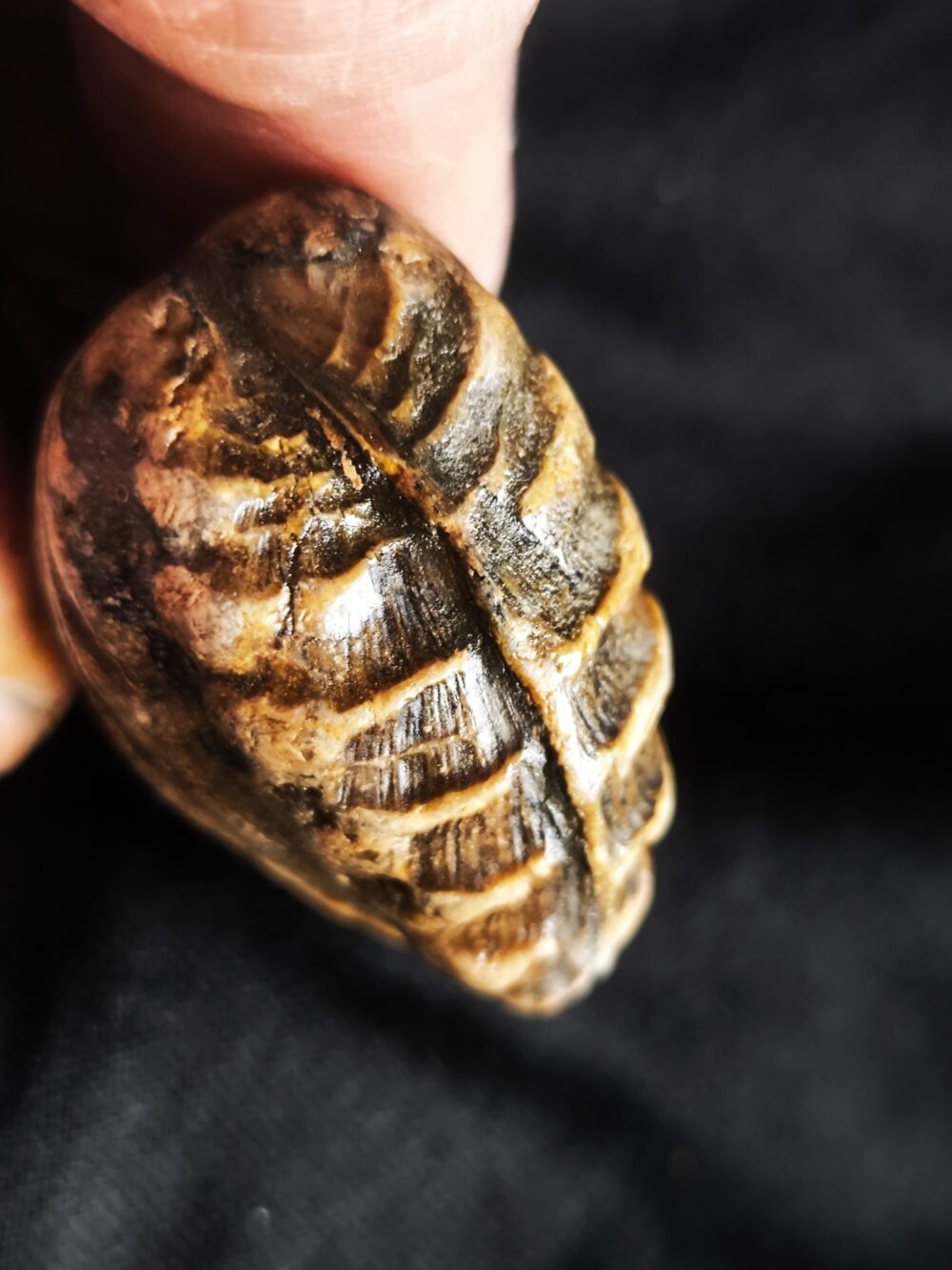 Trigonia navis, Dogger, Donzdorf, Ostalb