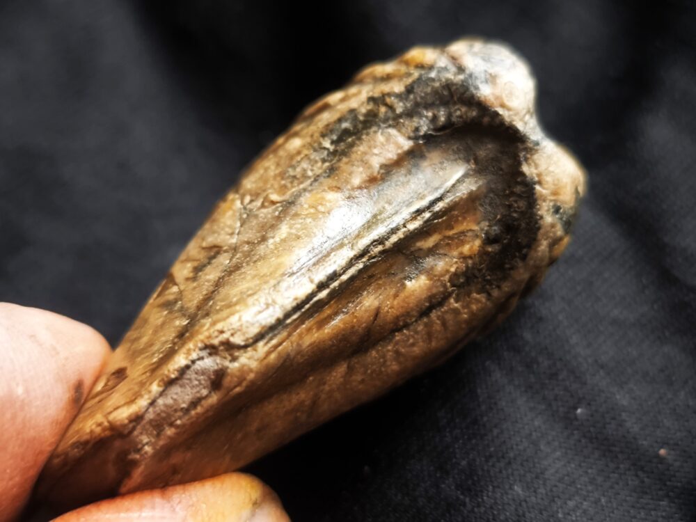 Trigonia navis, Dogger, Donzdorf, Ostalb