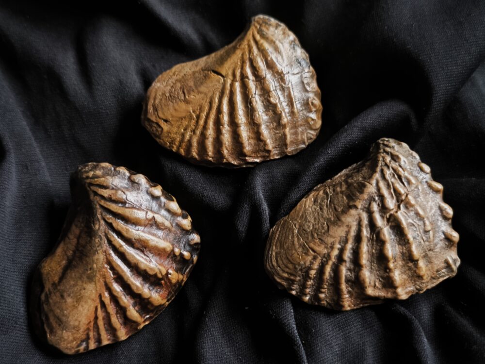 Drei mal Trigonia navis, Dogger, Donzdorf, Ostalb