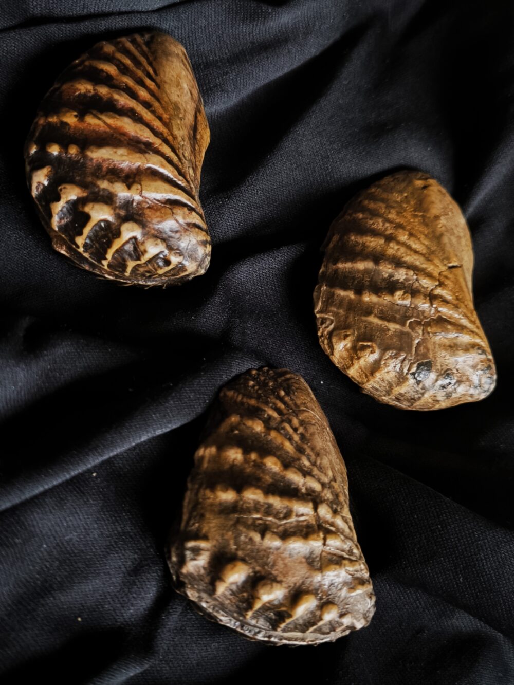 Drei mal Trigonia navis, Dogger, Donzdorf, Ostalb