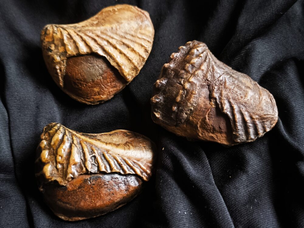 Drei mal Trigonia navis, Dogger, Donzdorf, Ostalb