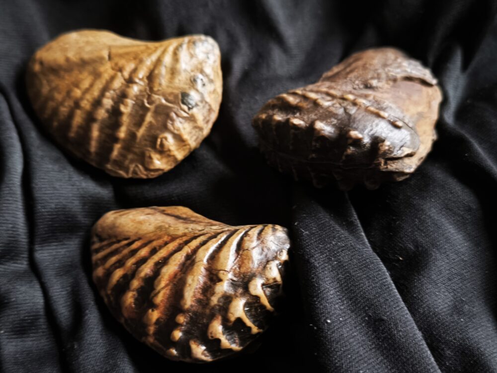 Drei mal Trigonia navis, Dogger, Donzdorf, Ostalb