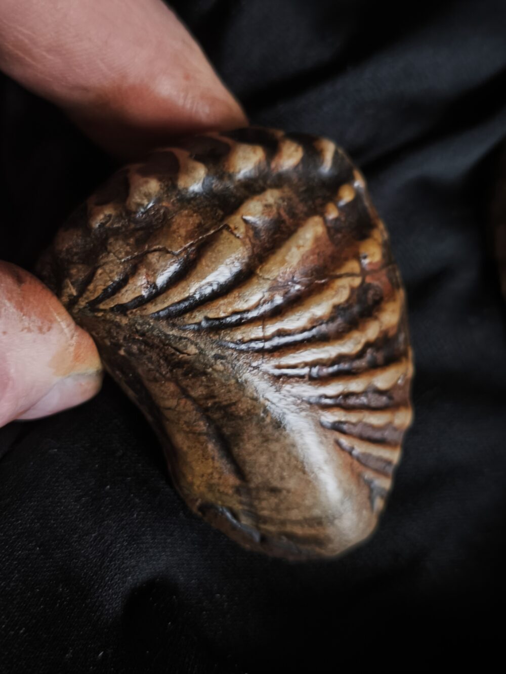 Drei mal Trigonia navis, Dogger, Donzdorf, Ostalb