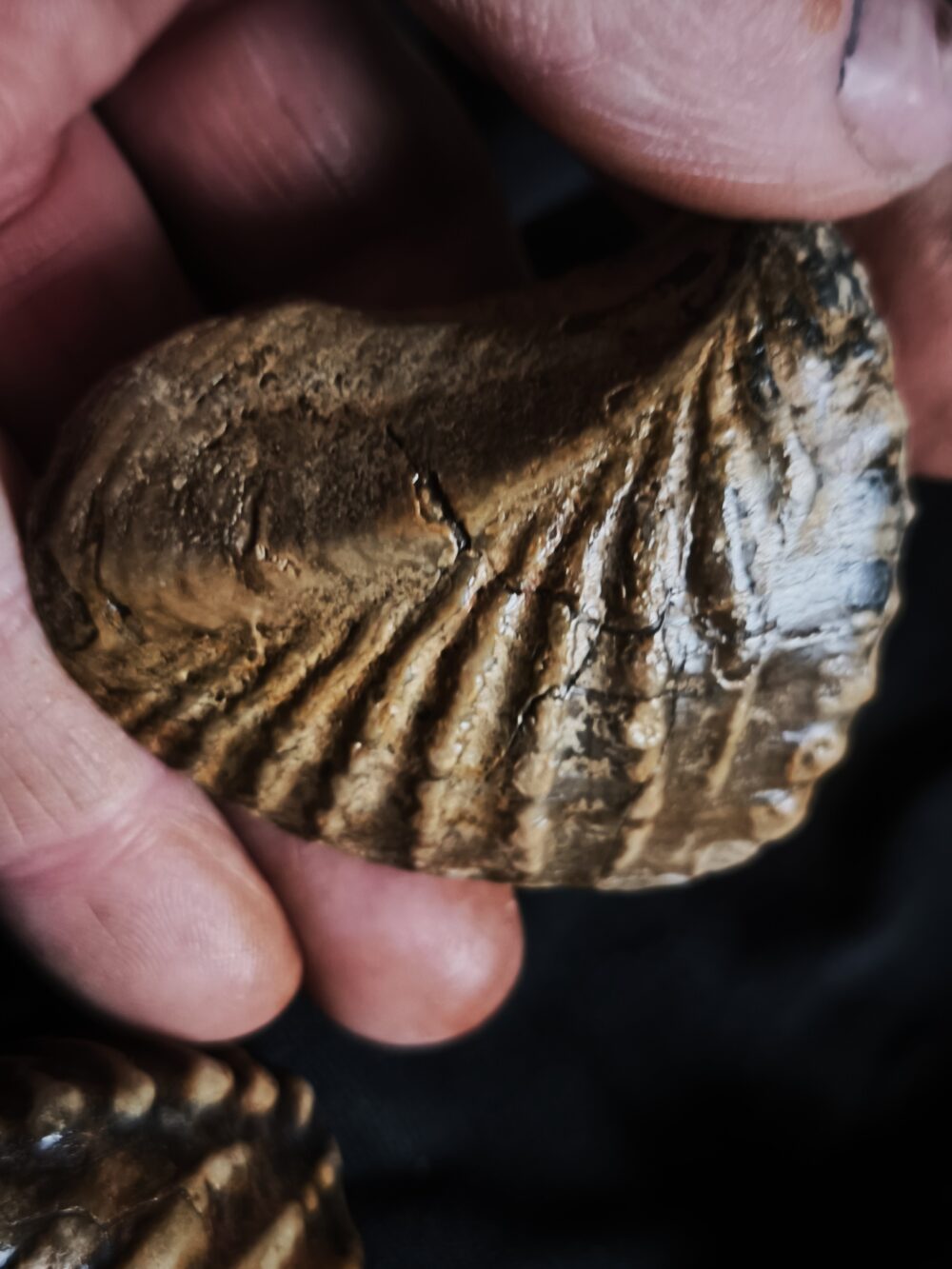 Drei mal Trigonia navis, Dogger, Donzdorf, Ostalb