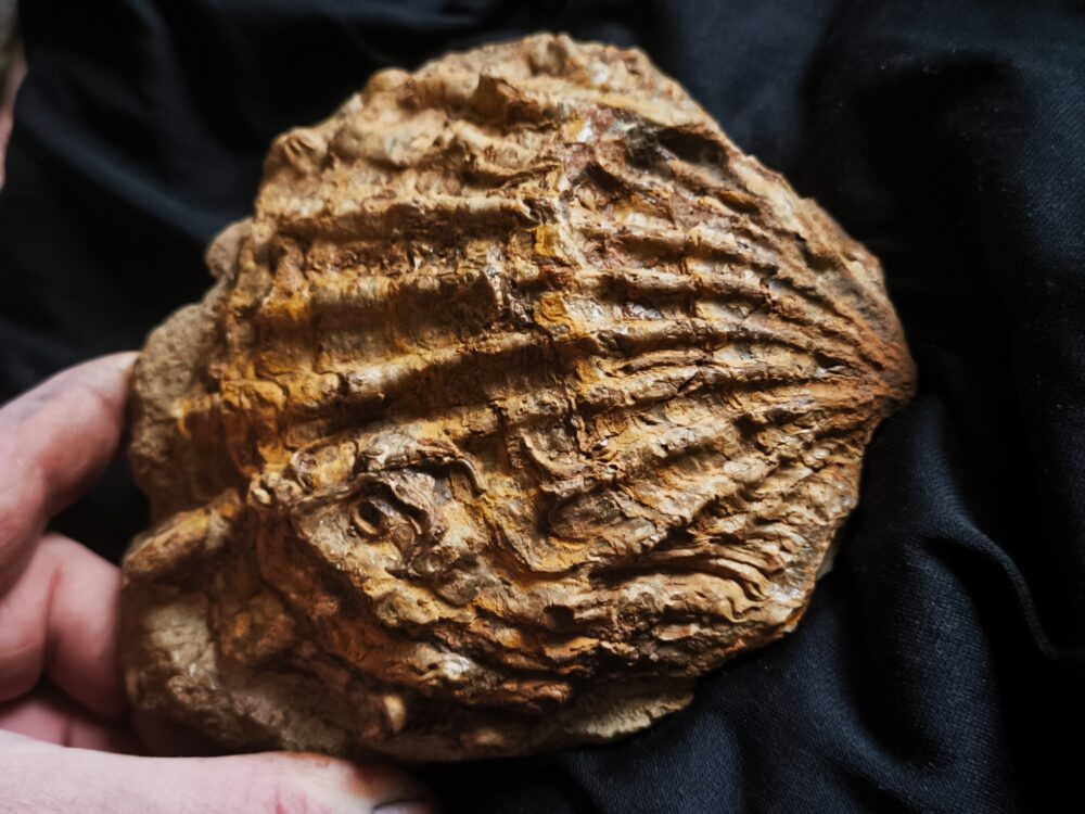 Muschel, große Ctenostreon pectiniforme, Dogger, Gruibingen, Autobahnbau 1989