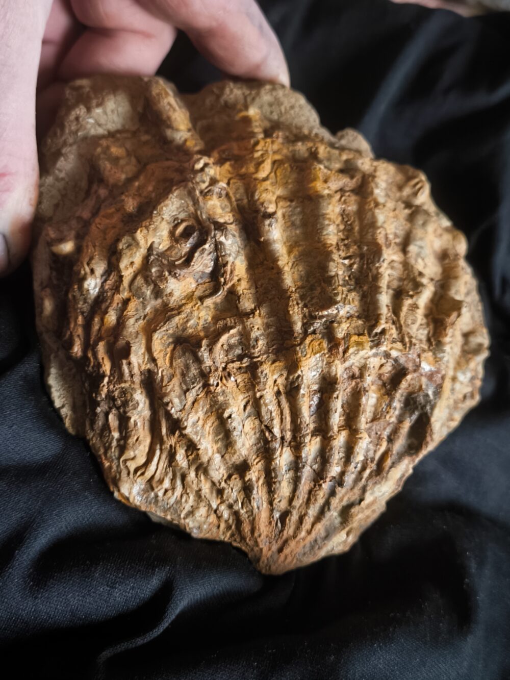 Muschel, große Ctenostreon pectiniforme, Dogger, Gruibingen, Autobahnbau 1989