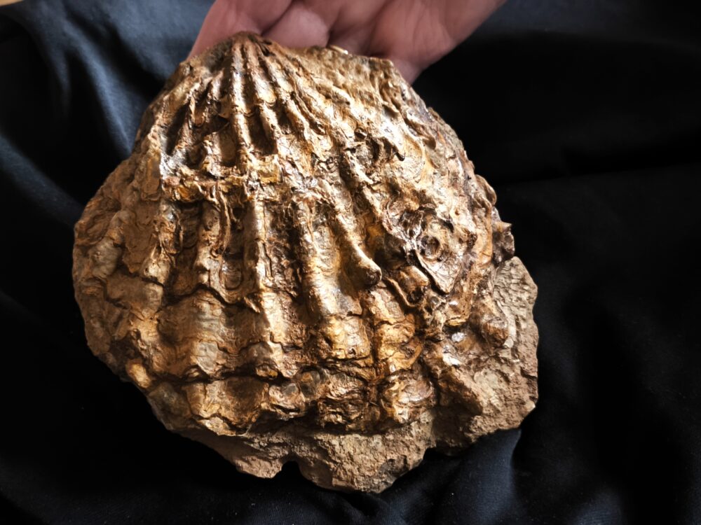 Muschel, große Ctenostreon pectiniforme, Dogger, Gruibingen, Autobahnbau 1989