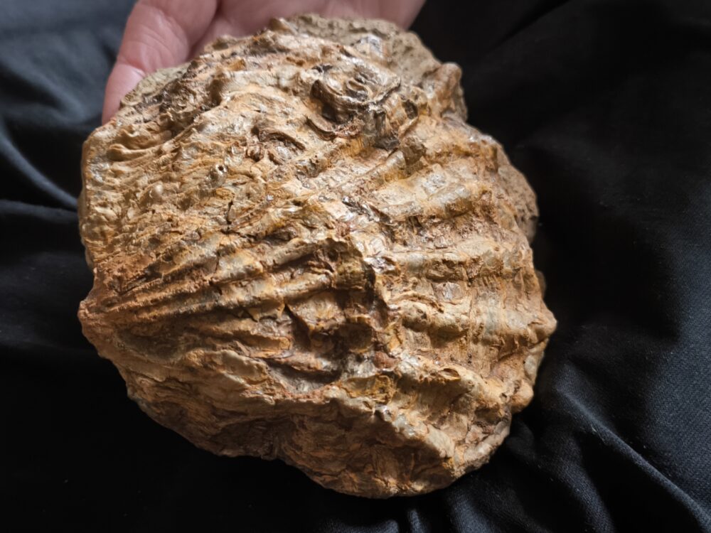 Muschel, große Ctenostreon pectiniforme, Dogger, Gruibingen, Autobahnbau 1989