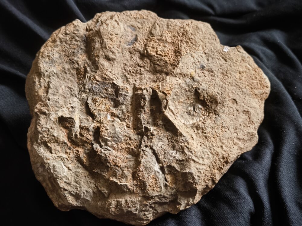 Muschel, große Ctenostreon pectiniforme, Dogger, Gruibingen, Autobahnbau 1989