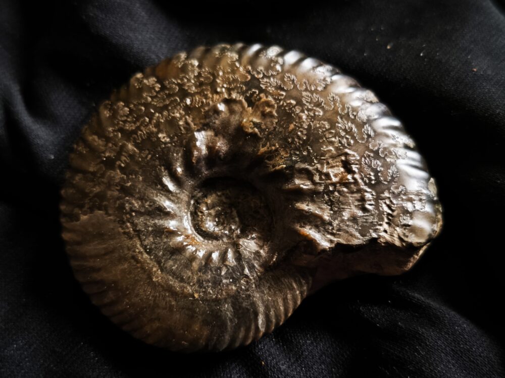 Anahoplites, Kreide, Courcelles, Frankreich