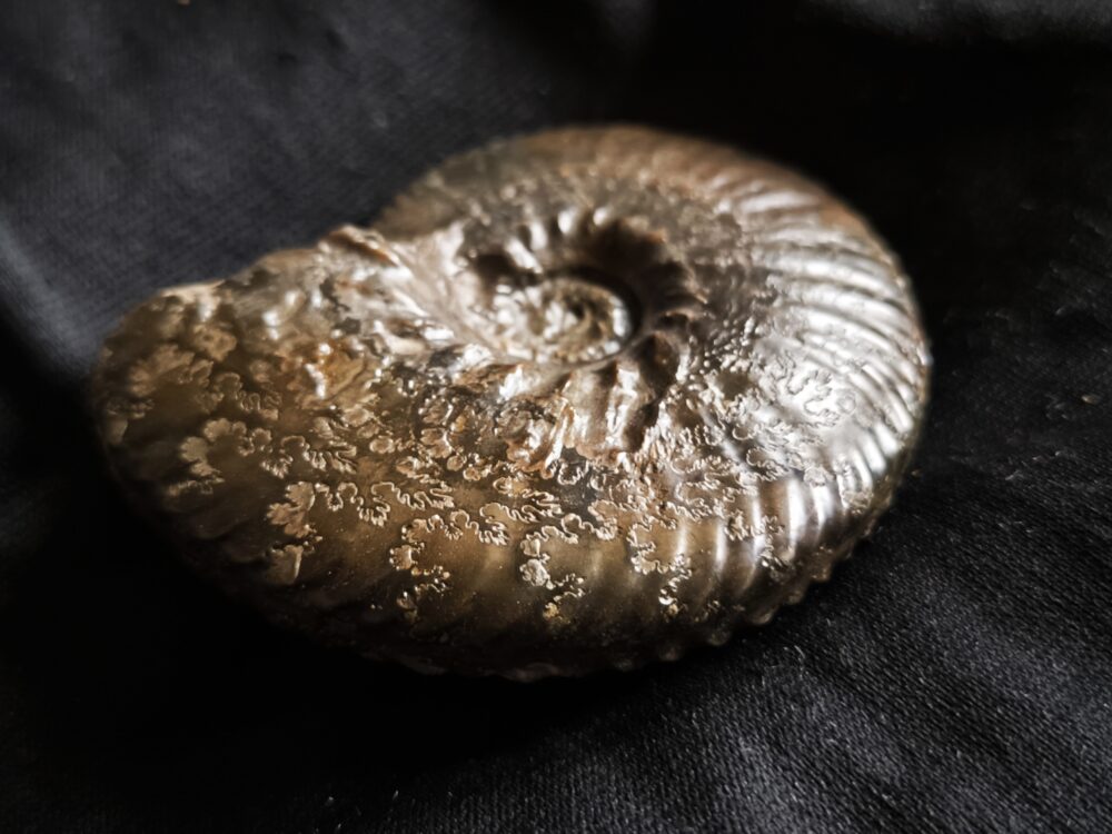 Anahoplites, Kreide, Courcelles, Frankreich