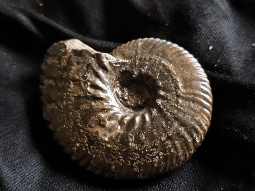 Anahoplites, Kreide, Courcelles, Frankreich