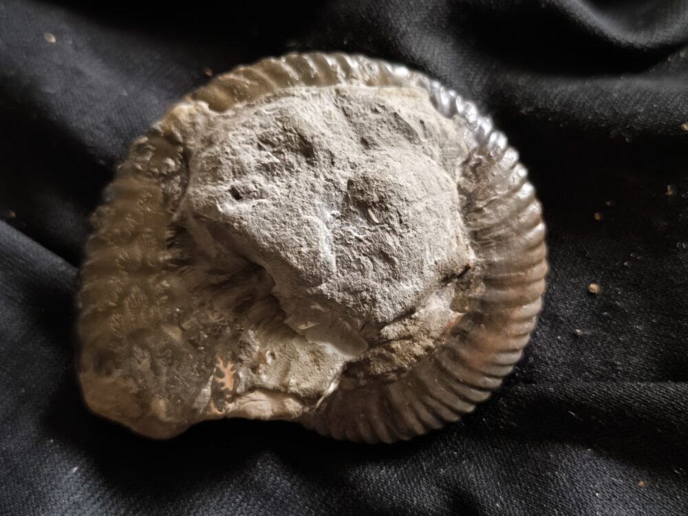 Anahoplites, Kreide, Courcelles, Frankreich