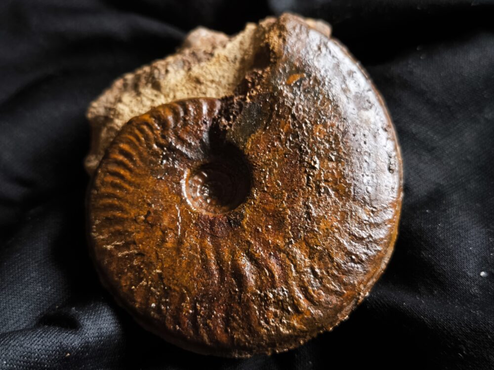 Brasilia decipiformis, Dogger, Geisingen  * reserviert *