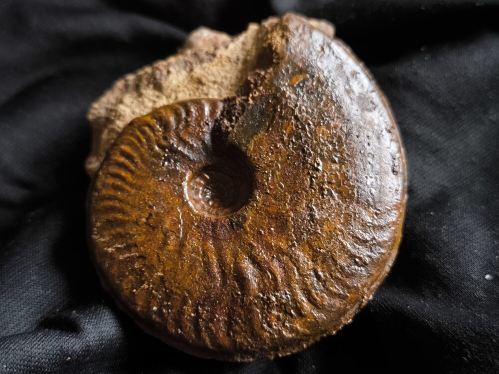 Brasilia decipiformis, Dogger, Geisingen  * reserviert *