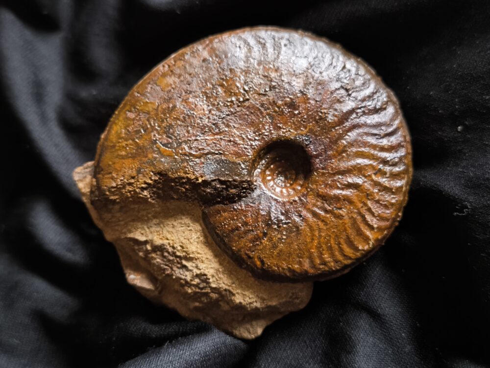 Brasilia decipiformis, Dogger, Geisingen  * reserviert *