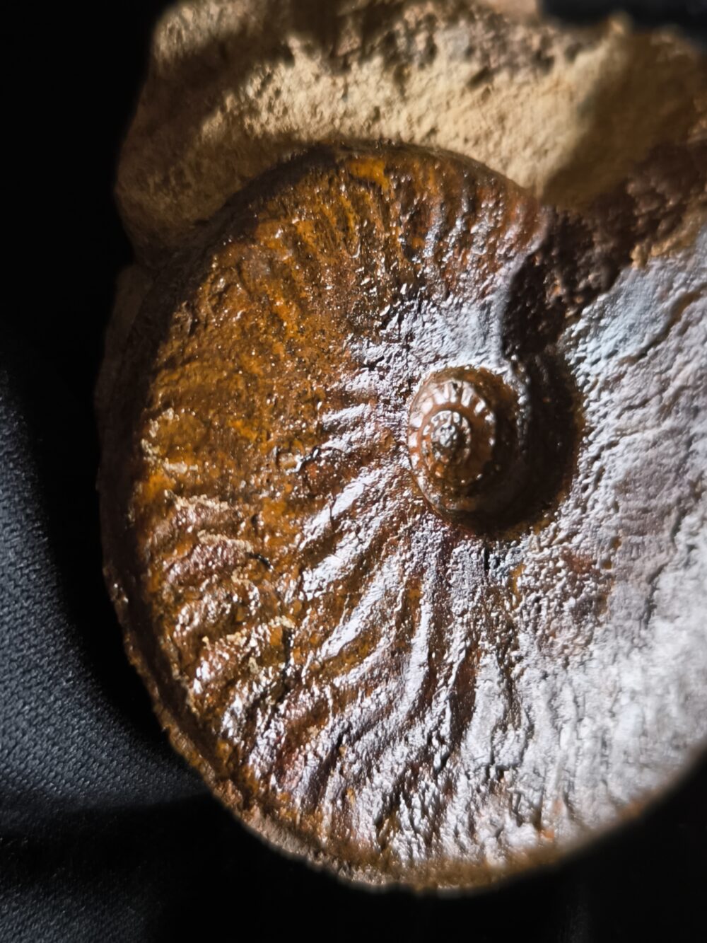 Brasilia decipiformis, Dogger, Geisingen  * reserviert *