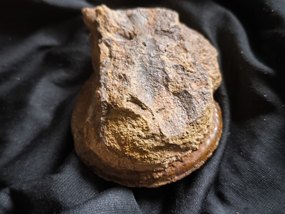 Brasilia decipiformis, Dogger, Geisingen  * reserviert *