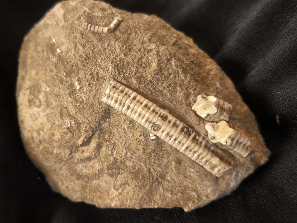 Stiel der Seelilie, Pentacrinus in Matrix, Lias, Bargau, Ostalb