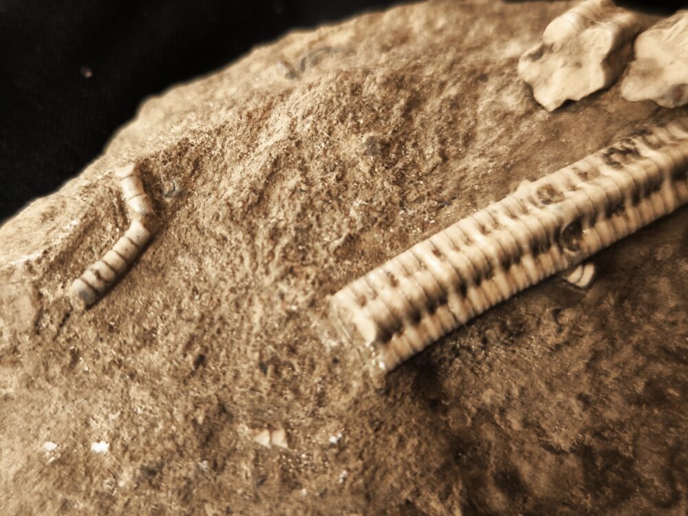 Stiel der Seelilie, Pentacrinus in Matrix, Lias, Bargau, Ostalb