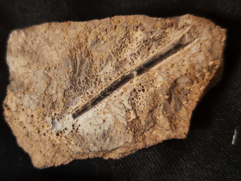 Toprarität!!, Ammonit; Paracuariceras acuforme, Dogger, Albstadt